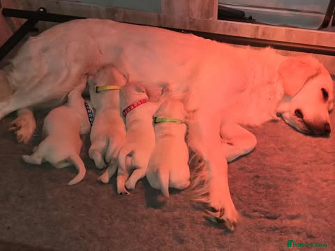 Golden Retriever dogs for sale: Stunning Cream Golden Retriever Puppies - Image 1