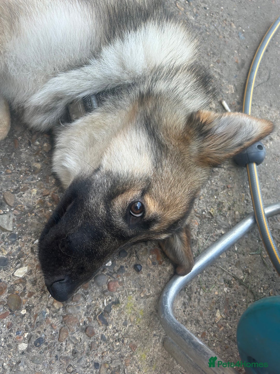 Mixed Breed dogs for sale: Alaskan shepherd  - Advert 5