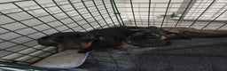 Dachshund dogs for sale: 6 mini daschunds looking for new home - Advert 3