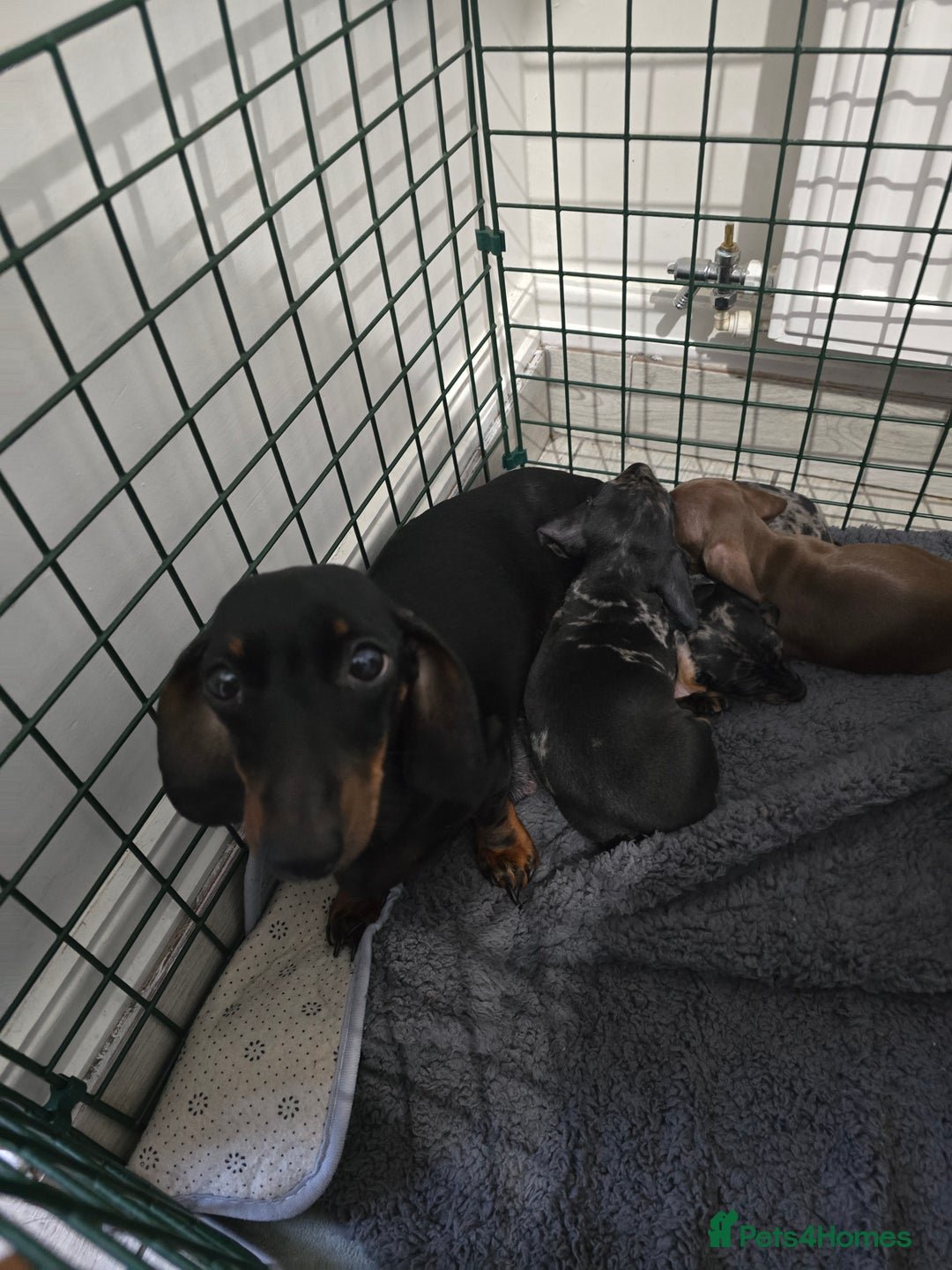 Dachshund dogs for sale: 6 mini daschunds looking for new home - Advert 3