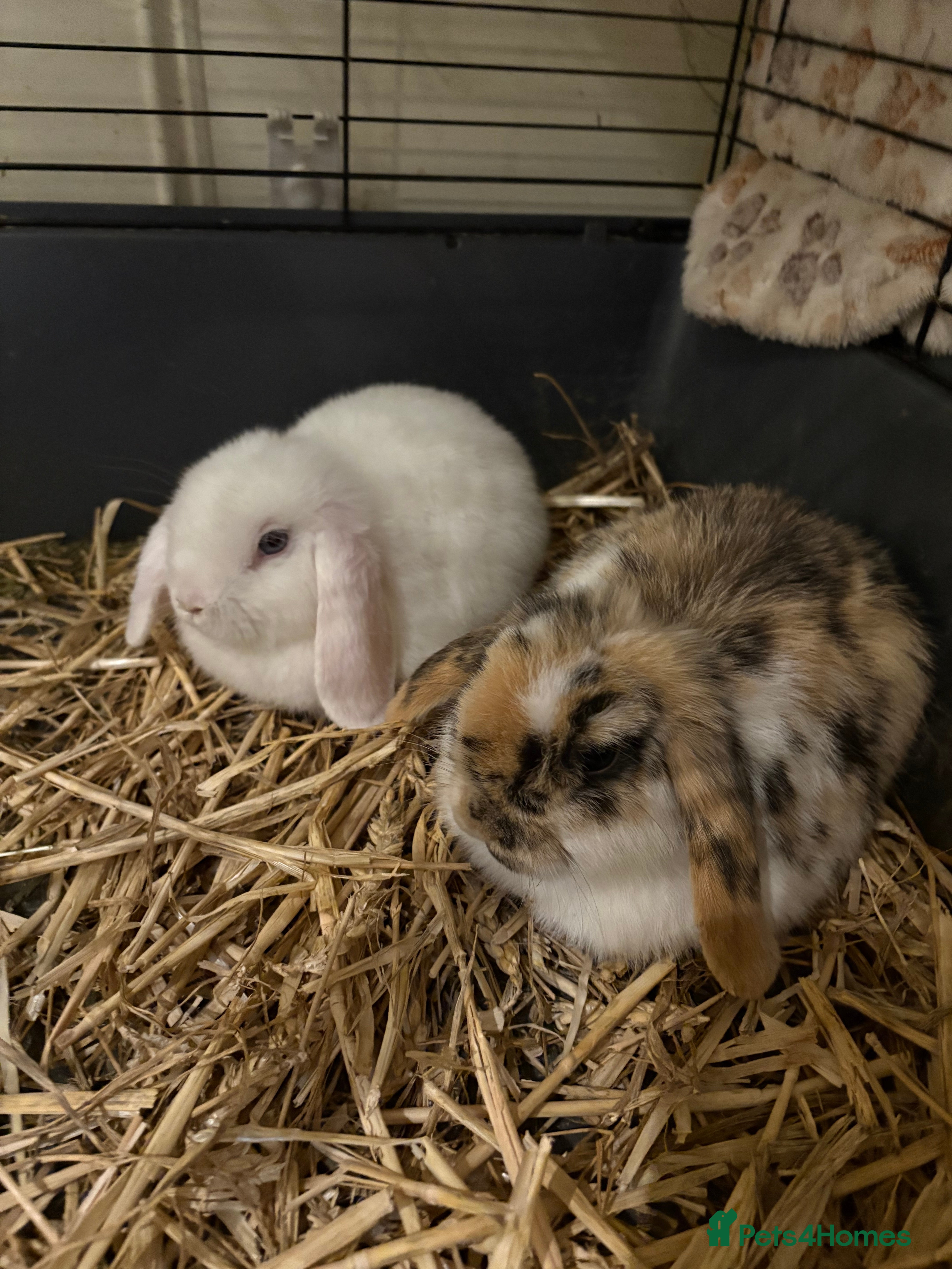 Mini Lop rabbits Vaccinated/raised indoors, mini lops and lion lop  - Advert 9