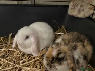 Mini Lop rabbits Vaccinated/raised indoors, mini lops and lion lop - Advert 9