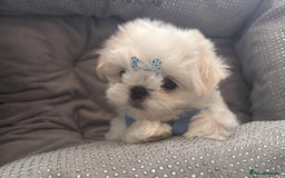 Maltese dogs for sale: 🌟Just One Left 🌟Bambelina Maltese🌟 - Image 7