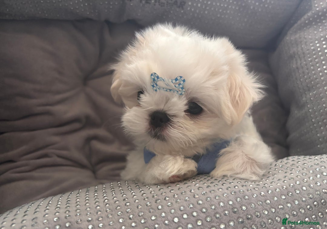 Maltese dogs for sale: 🌟Just One Left 🌟Bambelina Maltese🌟 - Image 7