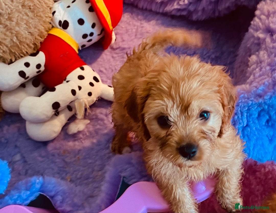 Cavapoo dogs for sale: F1 cavapoo,puppies, girls and boys available - Image 5