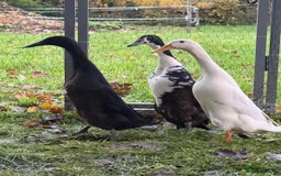 Ducks poultry for sale: Ducks for sale  - Advert 1