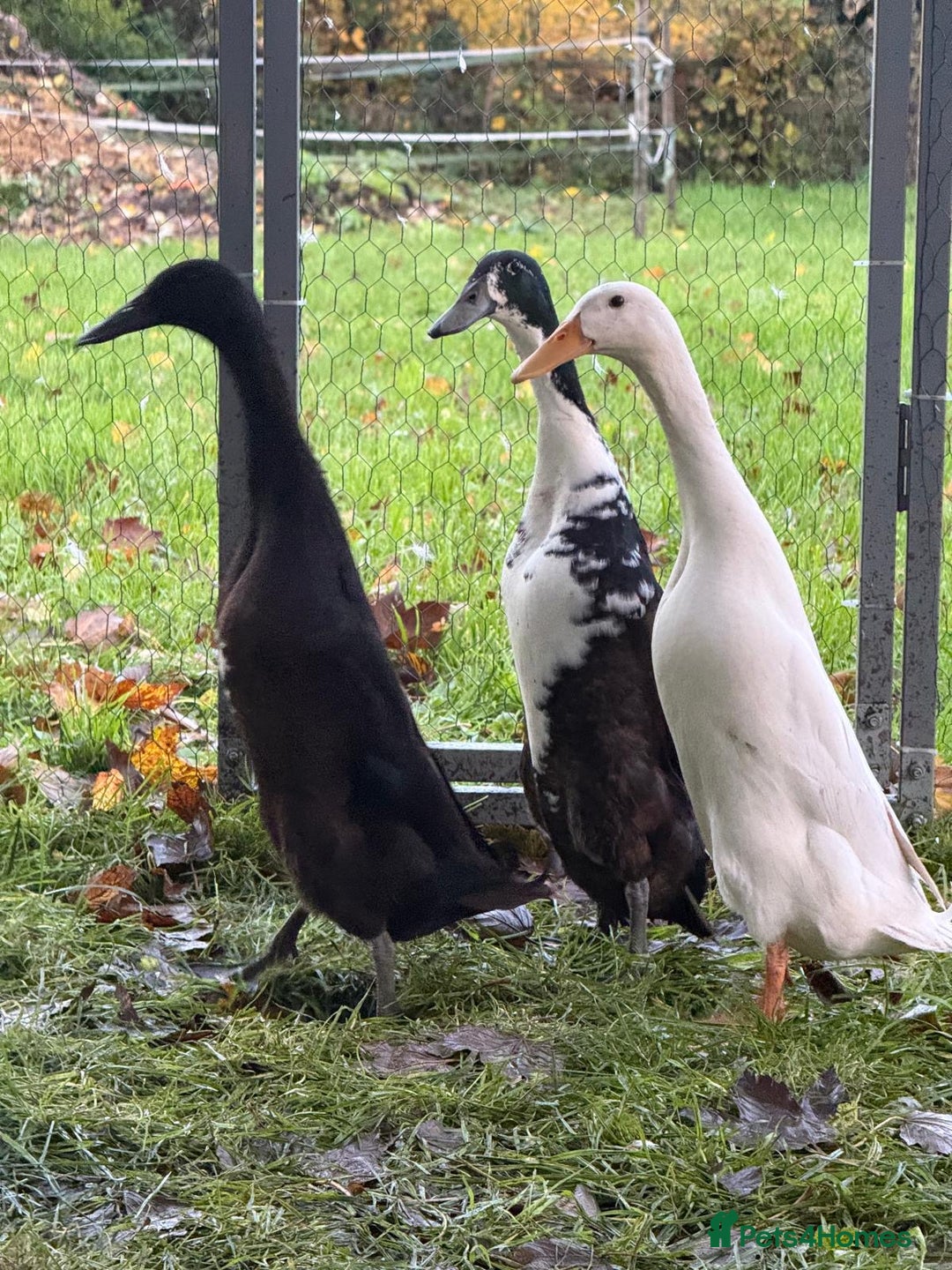 Ducks poultry for sale: Ducks for sale  - Advert 1