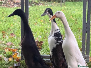 Ducks poultry Ducks for sale - Advert 1