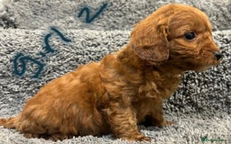 Cavapoo dogs for sale: Cavapoo puppies 🐶 FULLY HEALTH TESTED✅️  - Image 12
