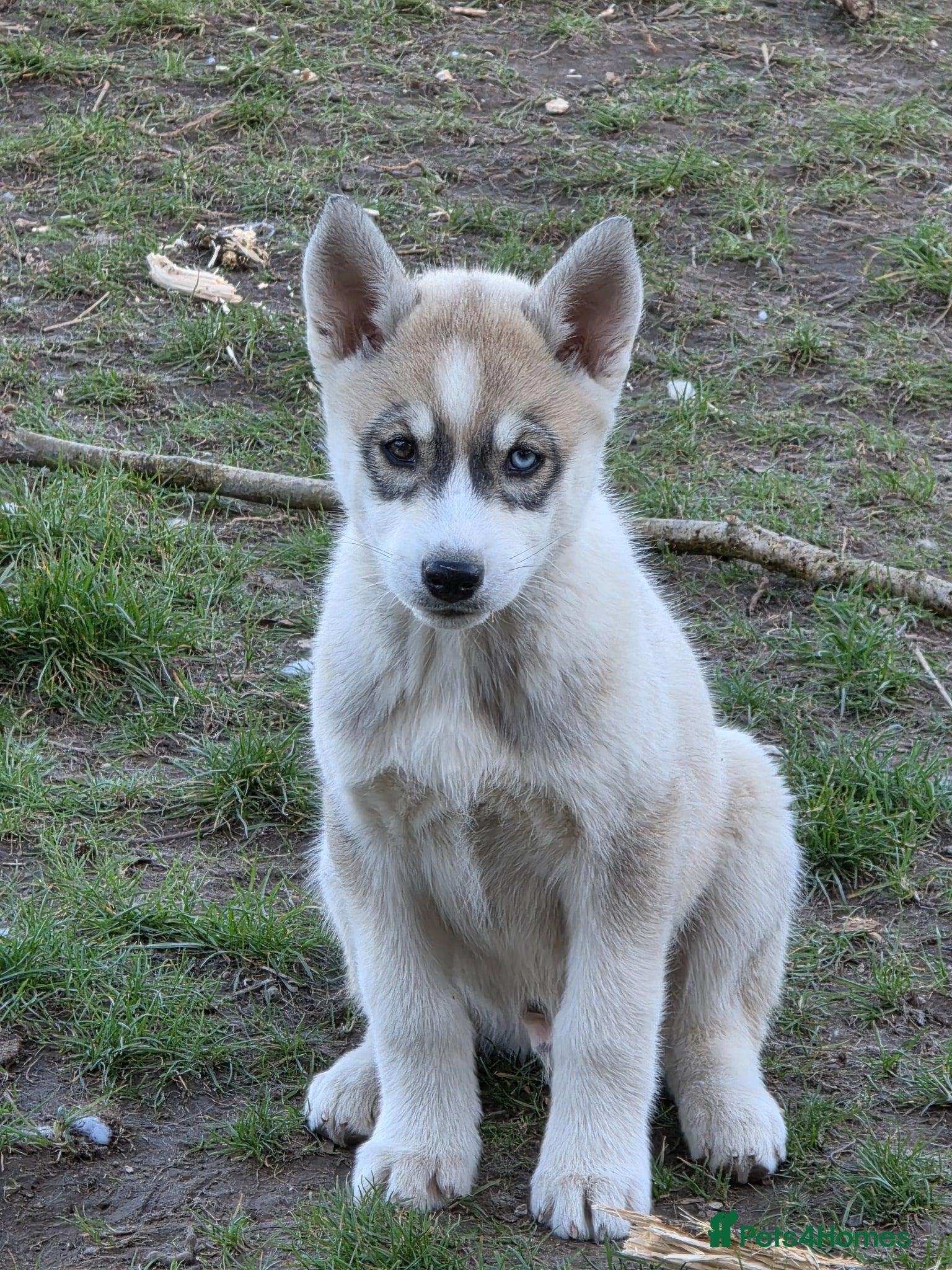 Siberian Husky dogs Pure Siberian Huskie pups - Advert 1