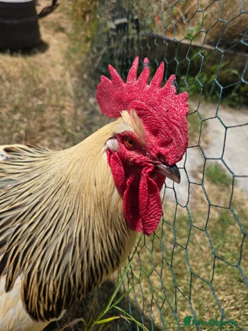Chickens poultry - Advert 15