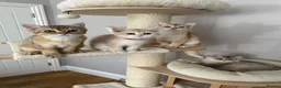 British Shorthair cats for sale: BSH Golden shaded kittens, pure breed! Ready now - Advert 7