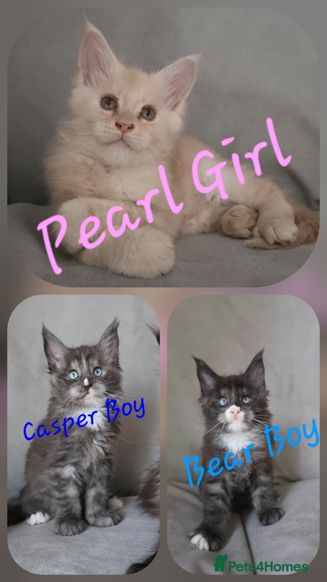 Maine Coon cats Gorgeous pedigree kittens  - Advert 1