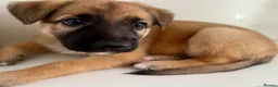 German Shepherd dogs for sale: Free Female German shepherd / Lurcher 1 year old in Gateshead - Advert 4