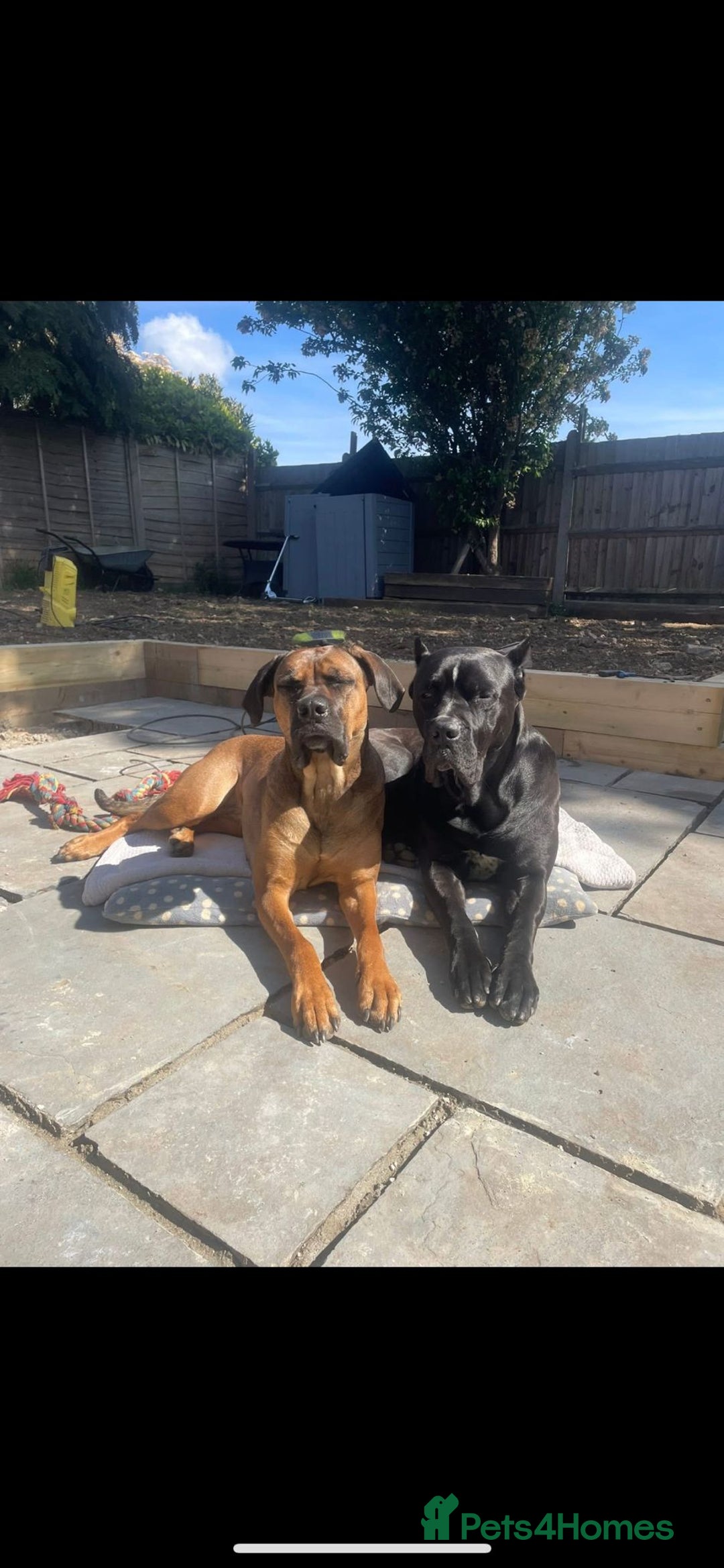 Cane Corso dogs for sale: 4 month old Cane Corso - Advert 4