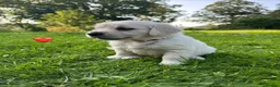Golden Retriever dogs for sale: KC Registered Golden Retriever puppies in Pencader - Advert 21