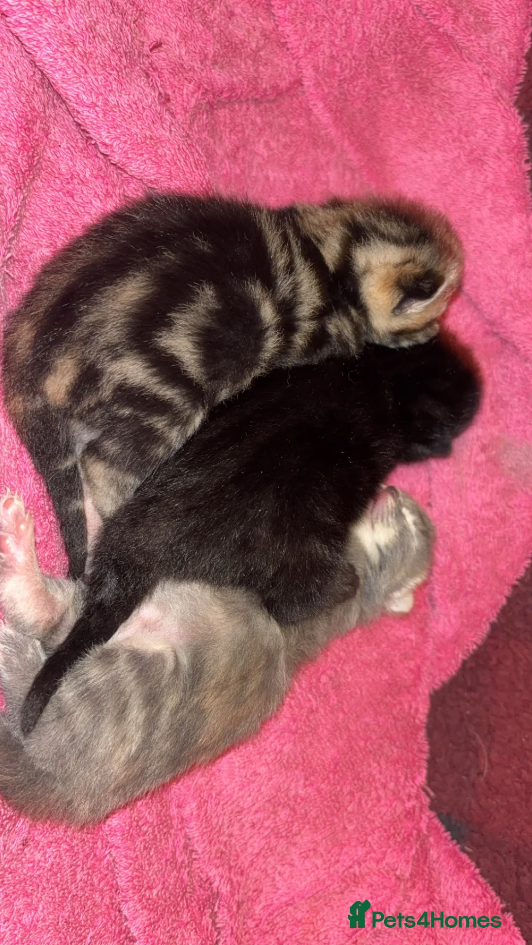 Mixed Breed cats for sale: 3 kittens  - Advert 2