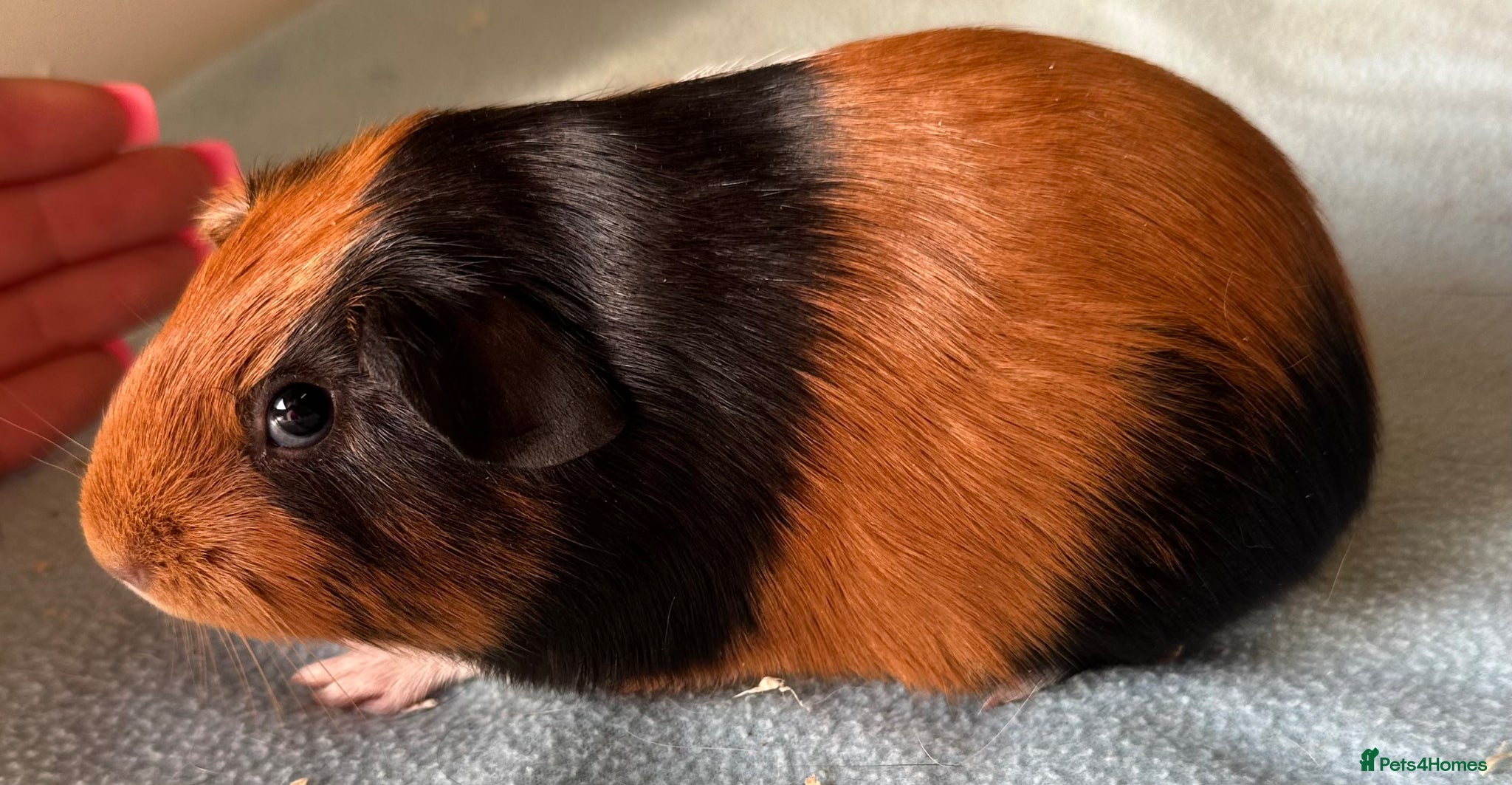 Guinea Pig rodents 6 week old baby guinea pigs  - Advert 2