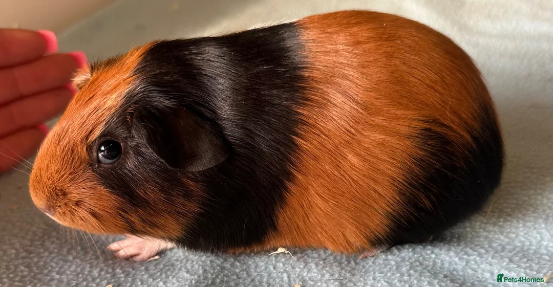 Guinea Pig rodents for sale: 6 week old baby guinea pigs  - Advert 2