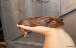 Guinea Pig rodents for sale: Guinea pigs - Image 5