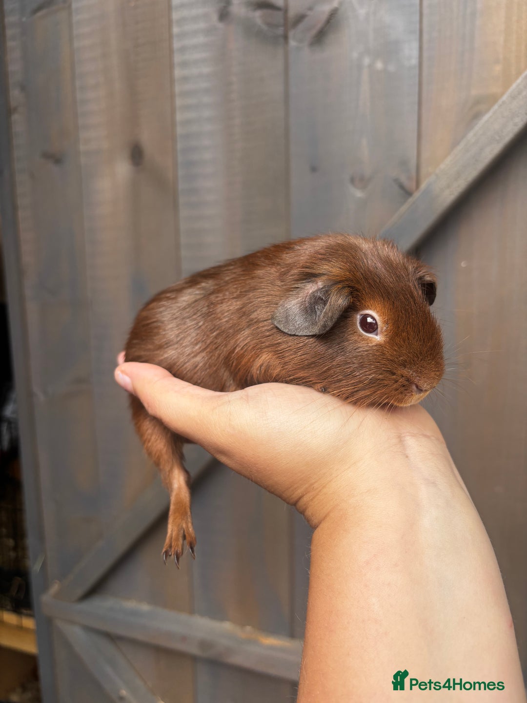 Guinea Pig rodents for sale: Guinea pigs - Image 5