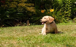 Labradoodle dogs for sale: 2nd Generation Labradoodles - Image 7