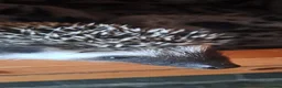 Pygmy Hedgehog rodents for sale: African Pygmy Hedgehogs Ready 2 week in Market Harborough - Advert 4