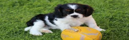 Mixed Breed dogs for sale: Playful Pugalier puppies for sale!  - Advert 13