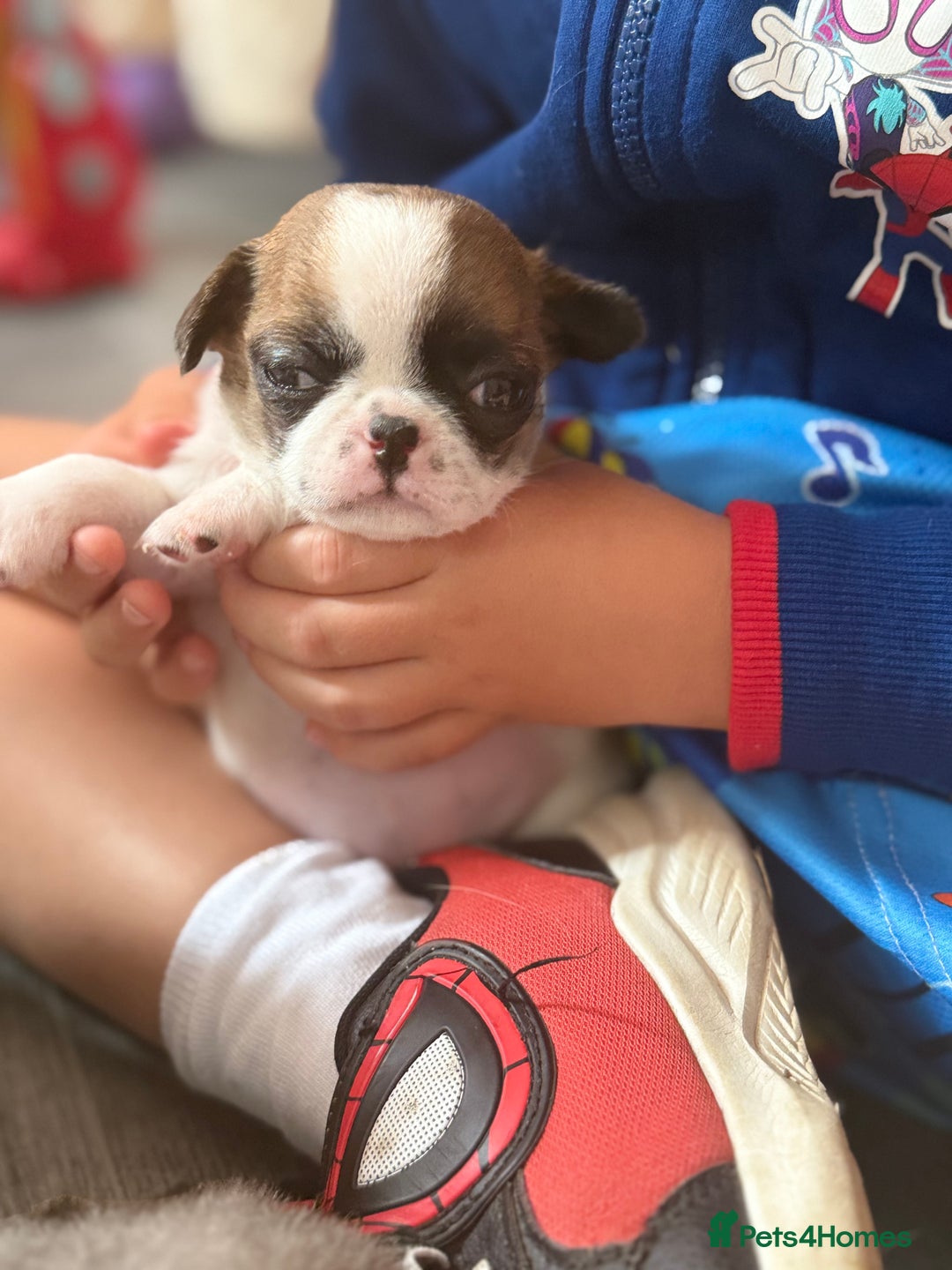 Mixed Breed dogs for sale: Beautiful little chugs  - Image 1