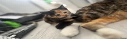Mixed Breed cats for sale: Black and white kitten £50 - Advert 11