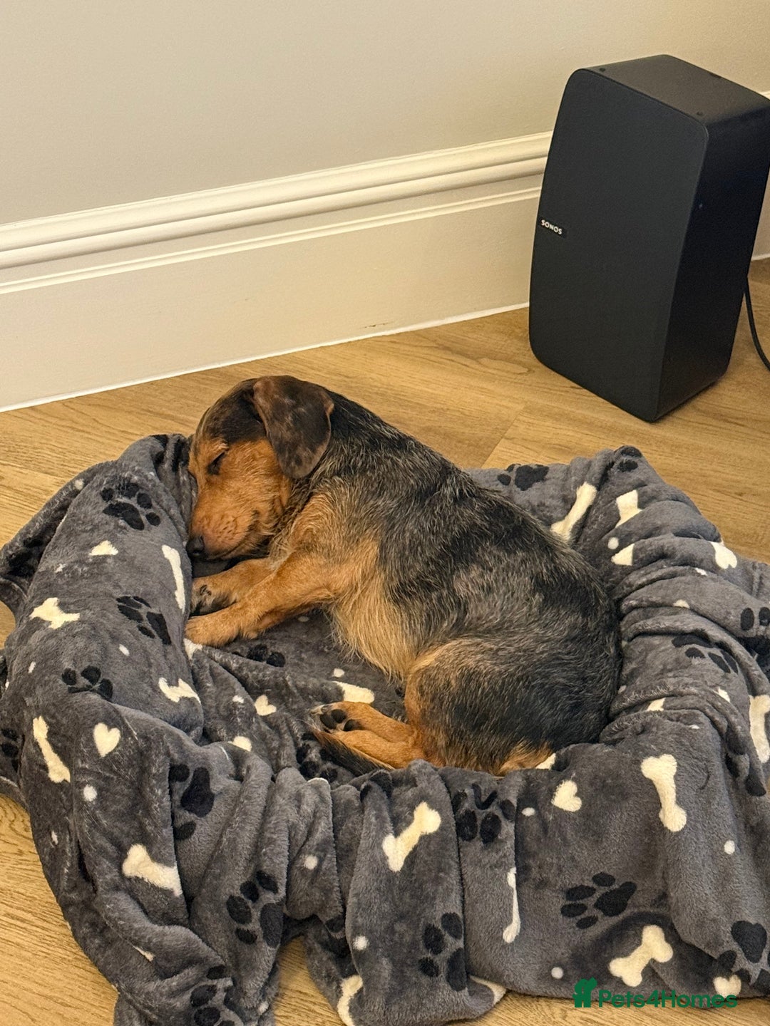 Mixed Breed dogs for sale: Bentley looking for a loving home - Advert 2