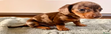 Bruno - Miniature Dachshund Puppy 