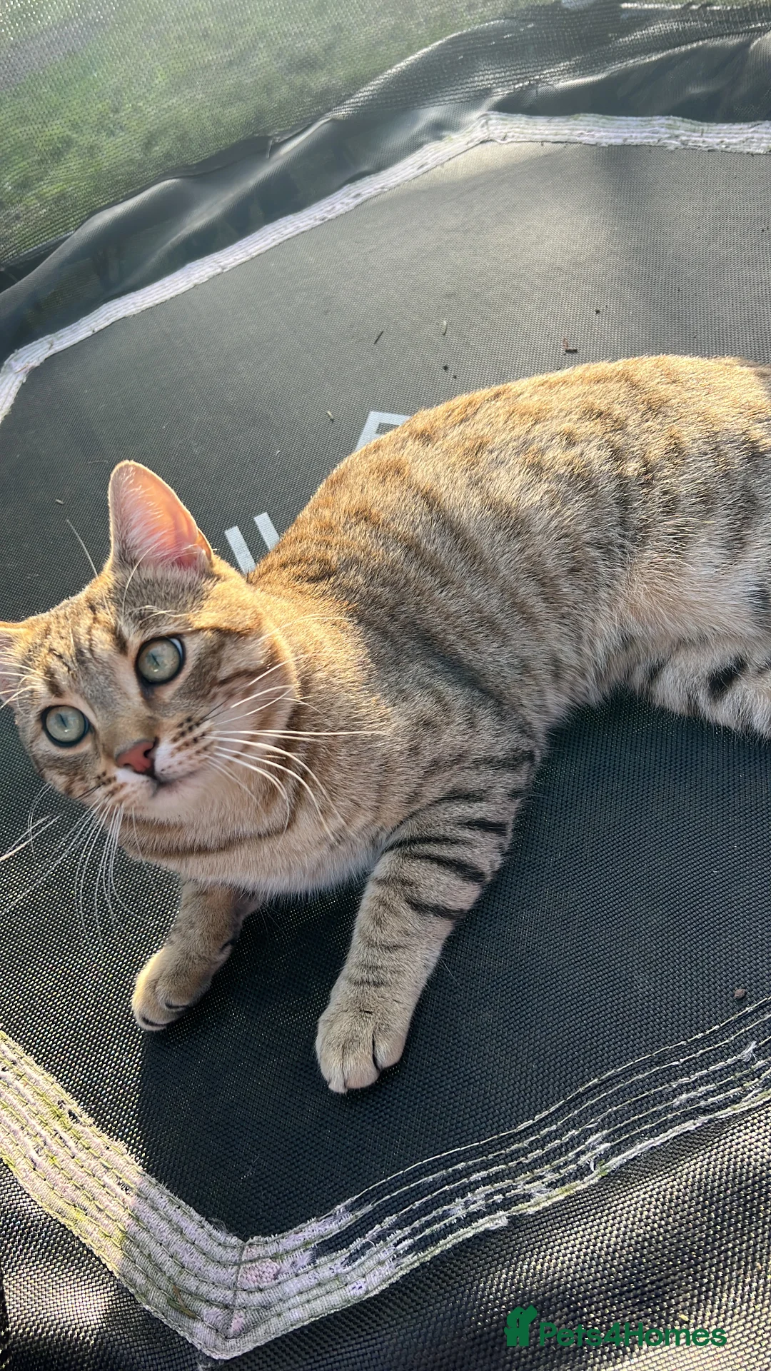 Bengal cats for sale: 9month old Bengal kitten  in Chester - Advert 2