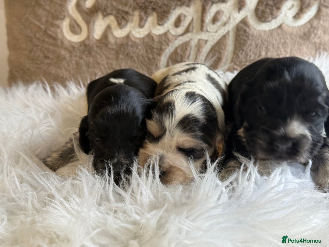 Cocker Spaniel dogs for sale: KC Show Cocker Spaniels  - Advert 6