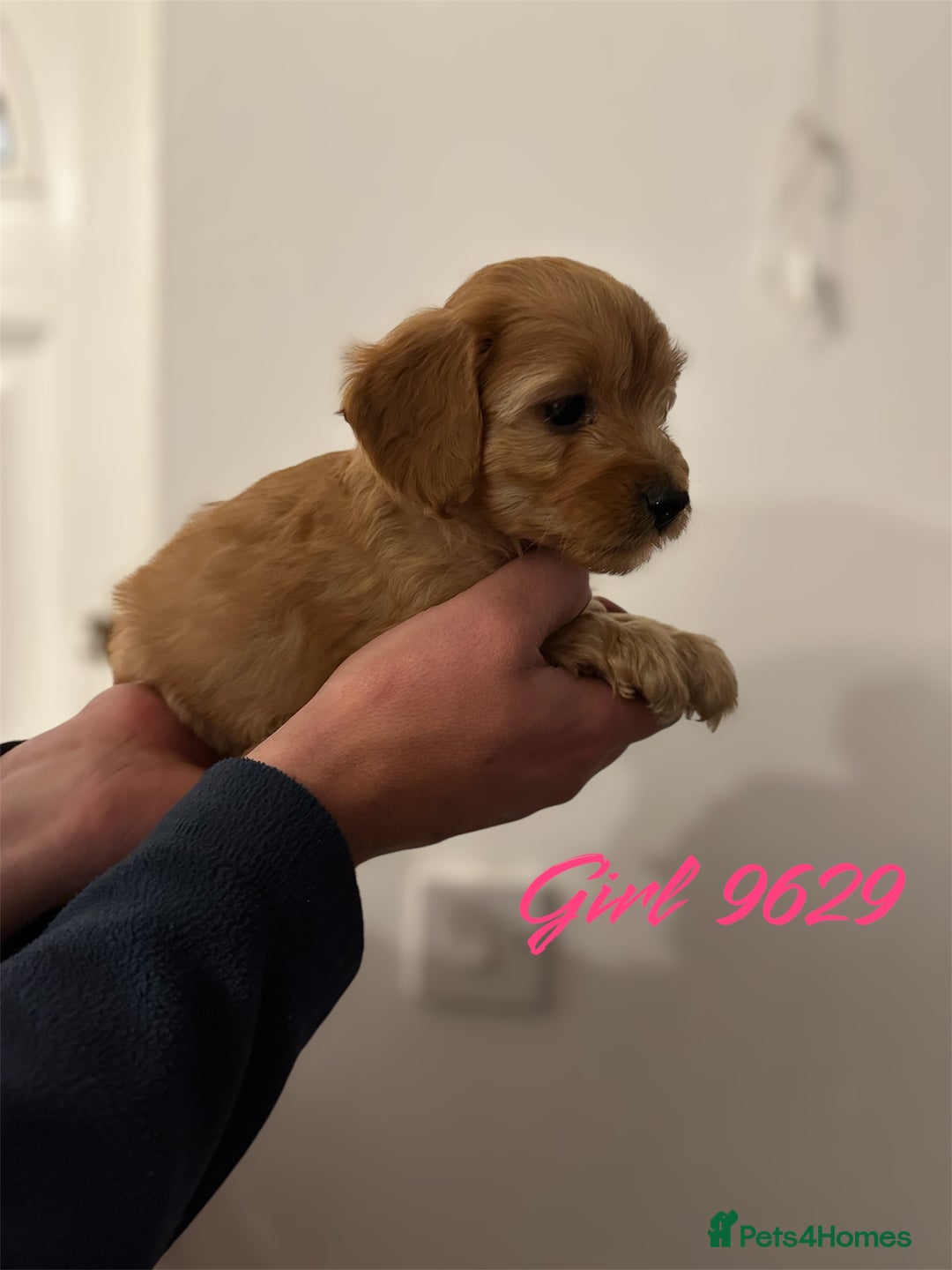 Cockapoo dogs for sale: DEEP RED COCKAPOOS READY NOW - Image 18