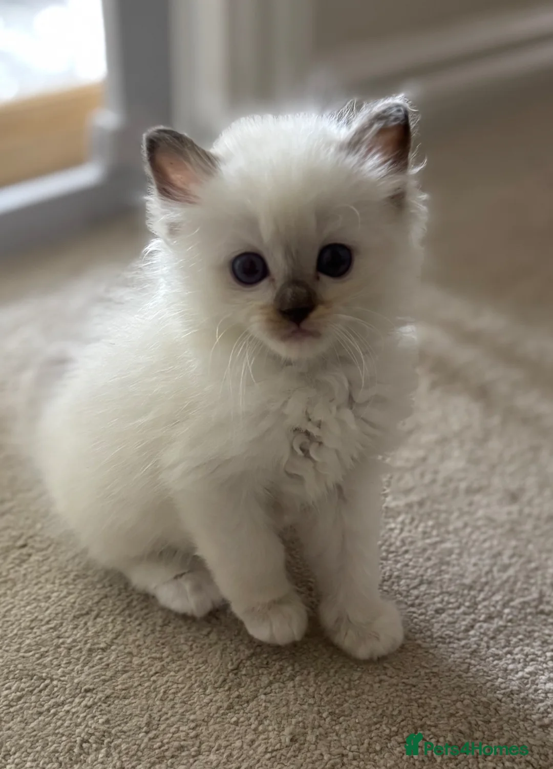 Ragdoll cats for sale: Beautiful gccf chocolate Mitted baby  available - Advert 2