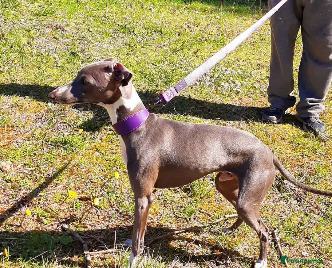 Italian Greyhound dogs for stud: At stud in Airdrie - Advert 2