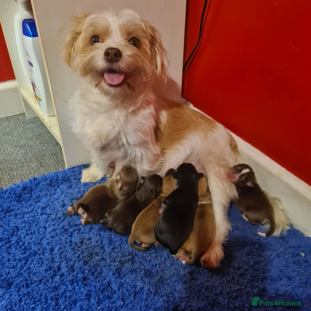 Mixed Breed dogs for sale: Shihchi × pomchi - Advert 1