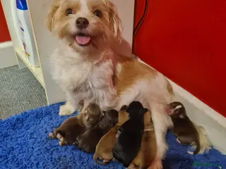 Mixed Breed dogs Shihchi × pomchi - Advert 3