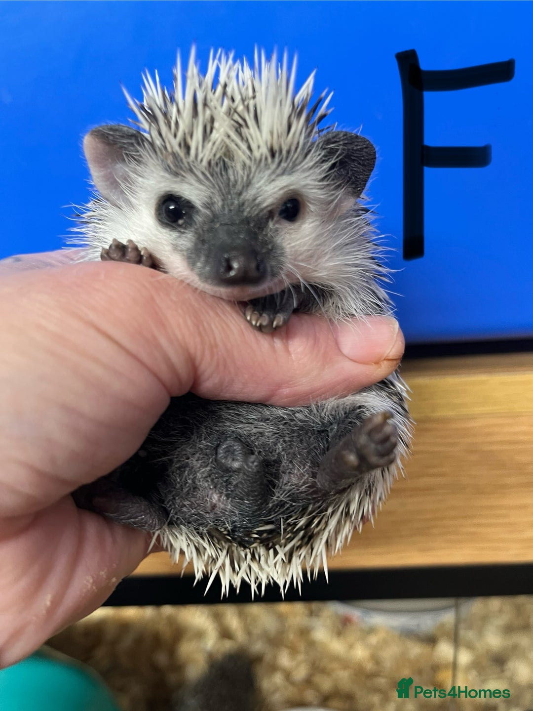 Pygmy Hedgehog rodents for sale: Split faced/reverse pinto baby hoglets ready now! - Advert 6
