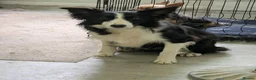 Border Collie dogs for sale: Isds registered border collie pups  - Advert 16