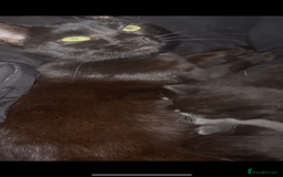 Mixed Breed cats for sale: Cute kittens need loving home - Image 9