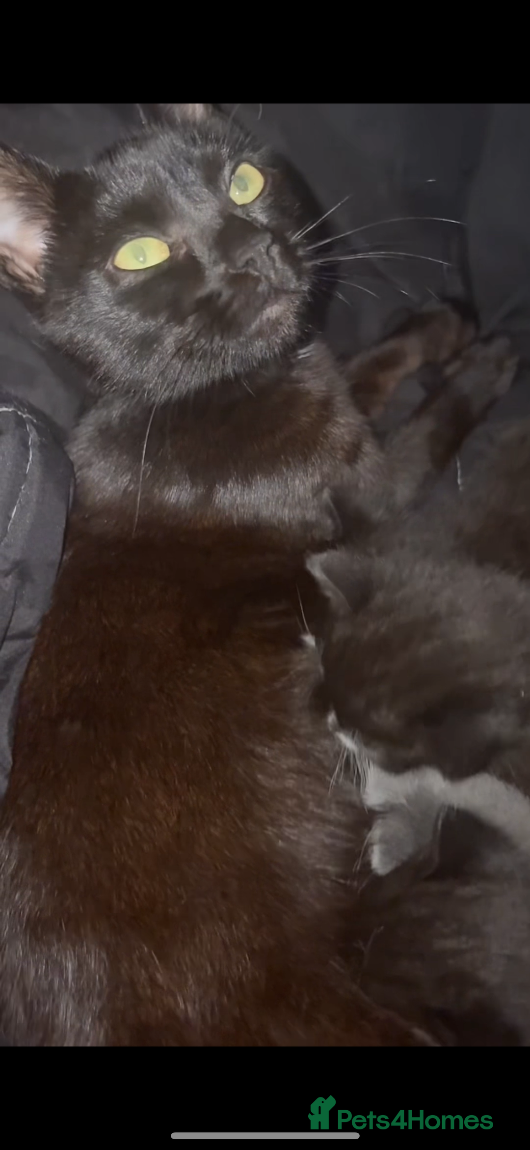 Mixed Breed cats for sale: Cute kittens need loving home - Image 9
