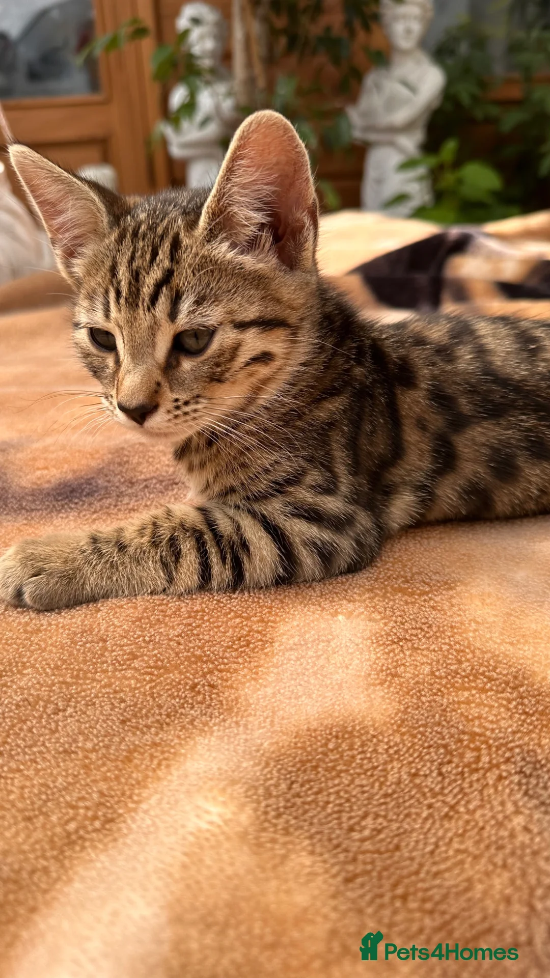 Mixed Breed cats for sale: Stunning Bengal Mix Kittens Ready Now! in Enfield - Advert 2