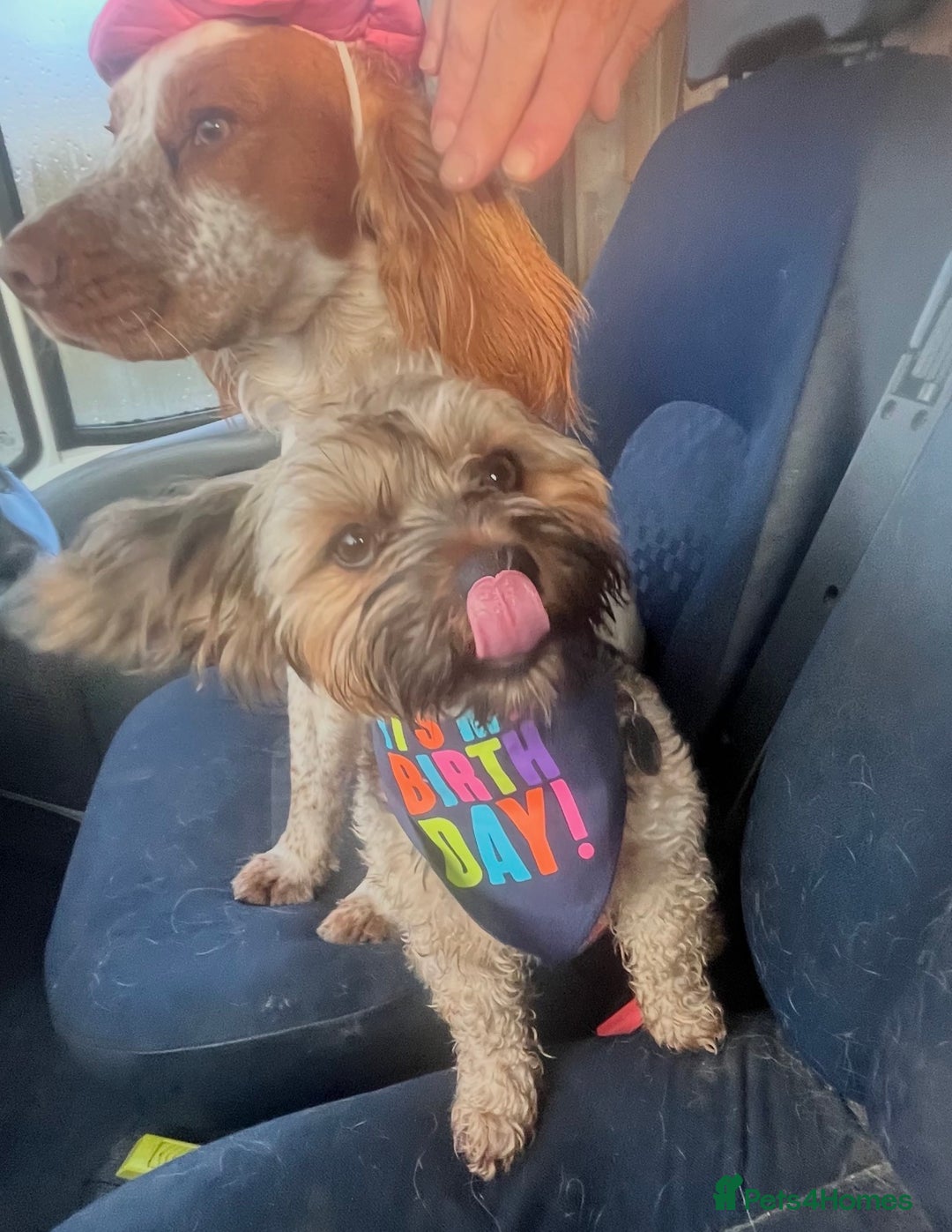 Mixed Breed dogs for sale: Corkiepoo puppies for sale 🐶 - Advert 19