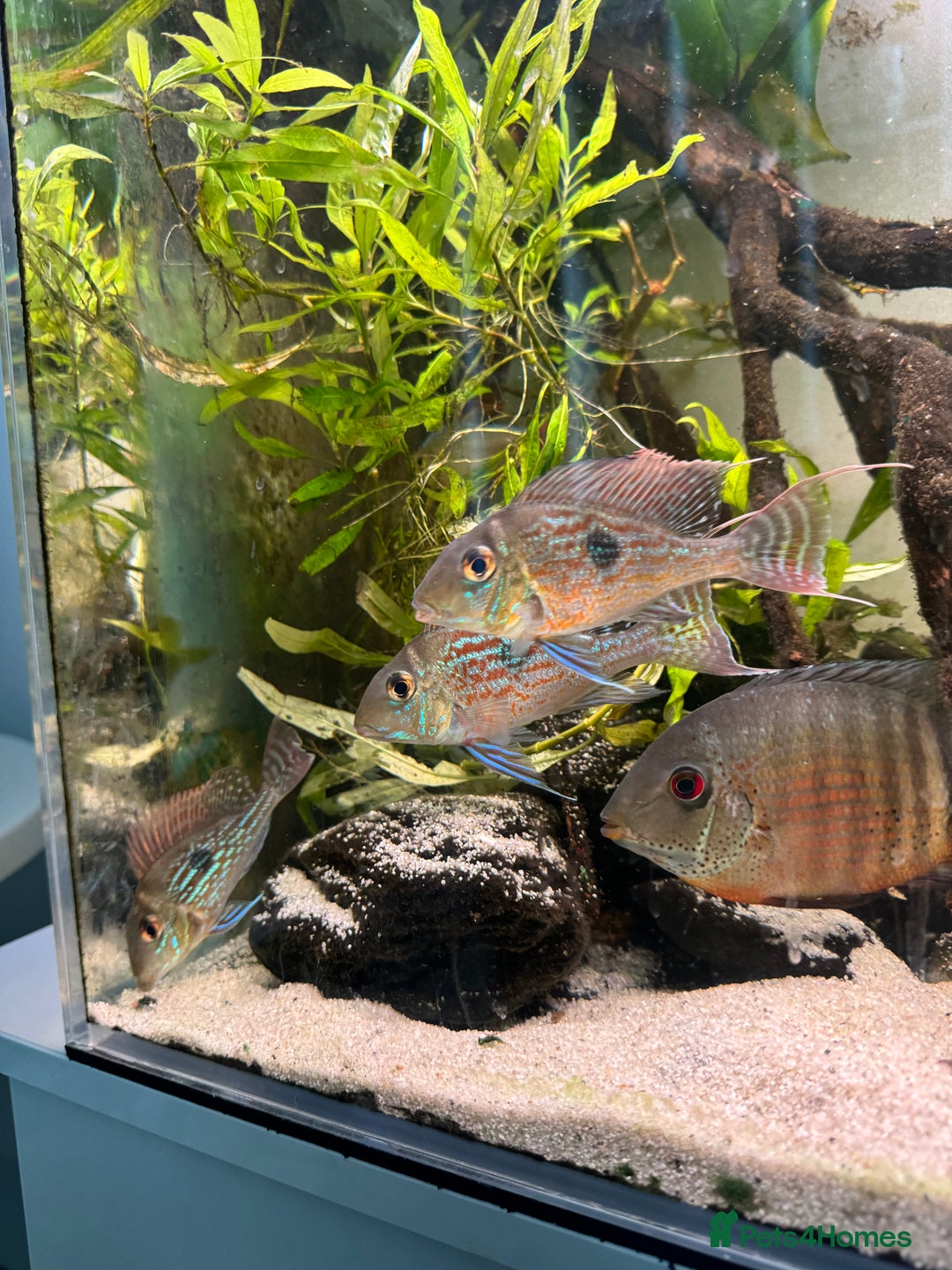 Tetras fish for sale: Big Severum, XL Colombian tetra, Sterbai Corydora. - Advert 4