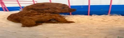 Toy Poodle dogs for sale: Beautiful Dark Red Toy Poodle Puppies - Advert 7