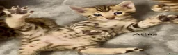 Bengal cats for sale: 🎬 Little Leopard Diaries | TICA Bengal Kittens 🌟 - Advert 36