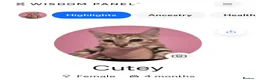 Mixed Breed cats for sale: Rare Torbie @75% Bengal Variants Kittens  - Advert 9