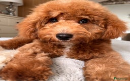 Cockapoo dogs for sale: Ready Now F1b Fox Red Curly Cuties - Image 6